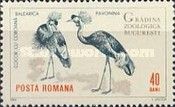 Black Crowned Crane (Balearica pavonina)