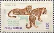 Tiger (Panthera tigris)