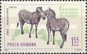 Grévy's Zebra (Dolichohippus grevyi)