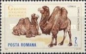 Bactrian Camel (Camelus bactrianus)