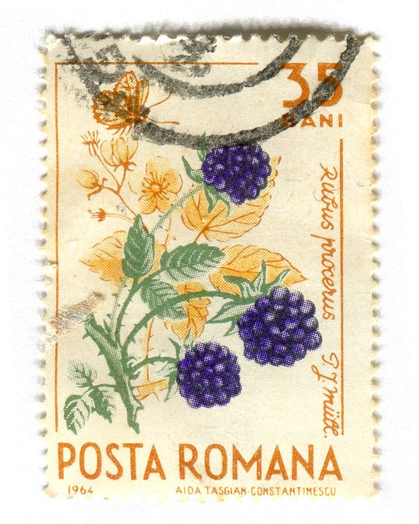 Armenian Blackberry (Rubus procerus) & Butterfly