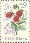 Raspberry (Rubus idaeus) & Mosquito