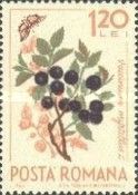 Blueberry (Vaccinium myrtillus) & Butterfly