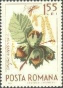 Common Hazel (Corylus avellana) & Mosquito