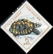 Greek Tortoise (Testudo graeca)