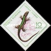 Balkan Wall Lizard (Lacerta taurica)