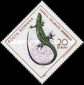 Balkan Green Lizard (Lacerta trilineata dobrogica)