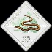Slow Worm (Anguis fragilis)