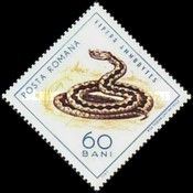 Horned Viper (Vipera ammodytes)