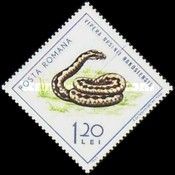 Meadow Viper (Vipera ursinii)