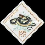 Caspian Whipsnake (Coluber jugularis caspius)