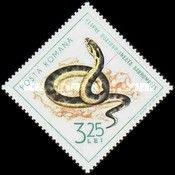 Four-lined Snake (Elaphe quatuorlineata)