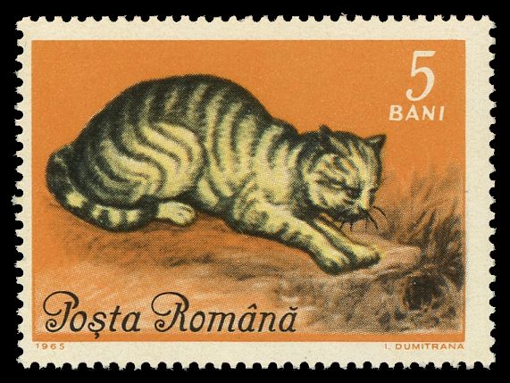 Tabby cat