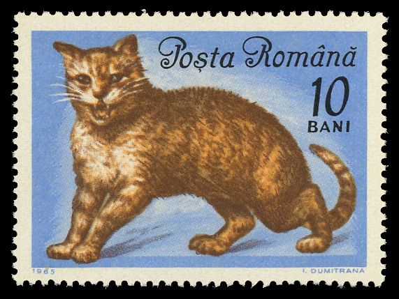 Ginger tomcat
