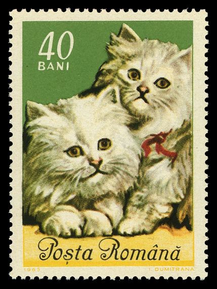 Persian cats (Felis silvestris catus)