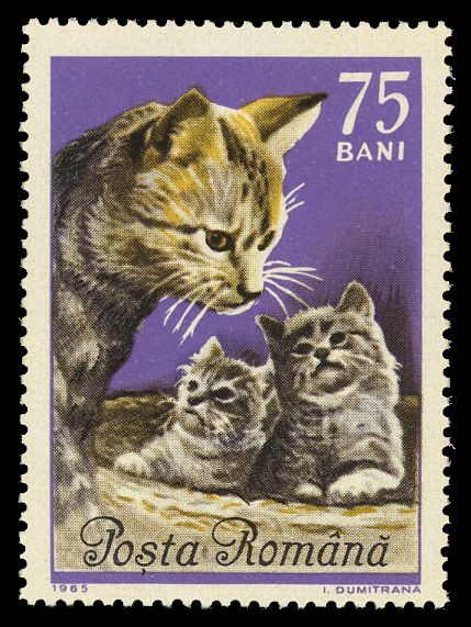 Cat and two kittens