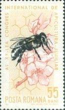 Honey Bee (Apis mellifera) on Blossom