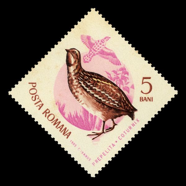 Common Quail (Coturnix coturnix)