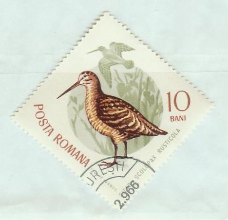 Eurasian Woodcock (Scolopax rusticola)