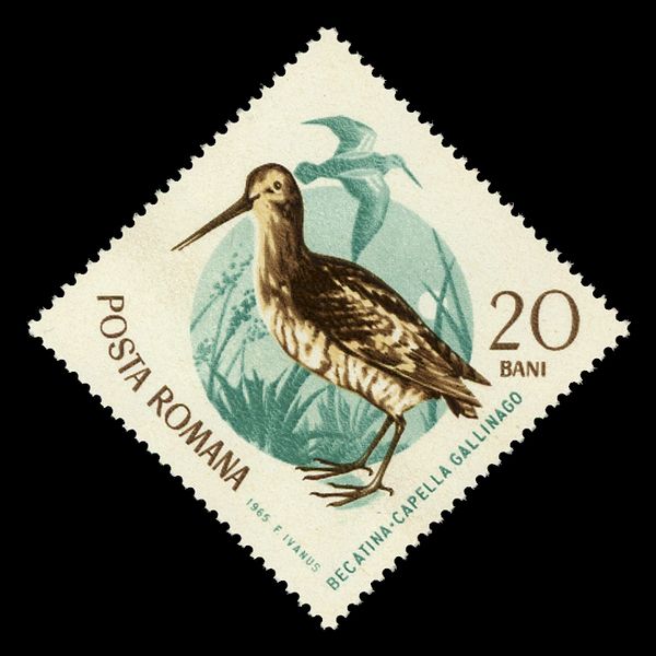 Common Snipe (Capella gallinago)