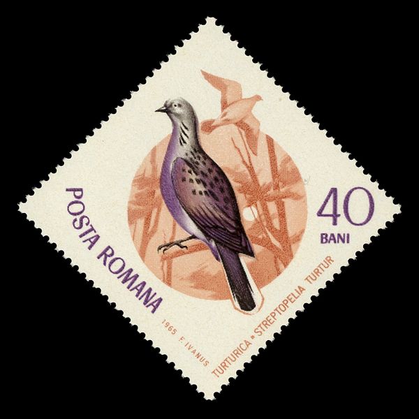 European Turtle Dove (Streptopelia turtur)
