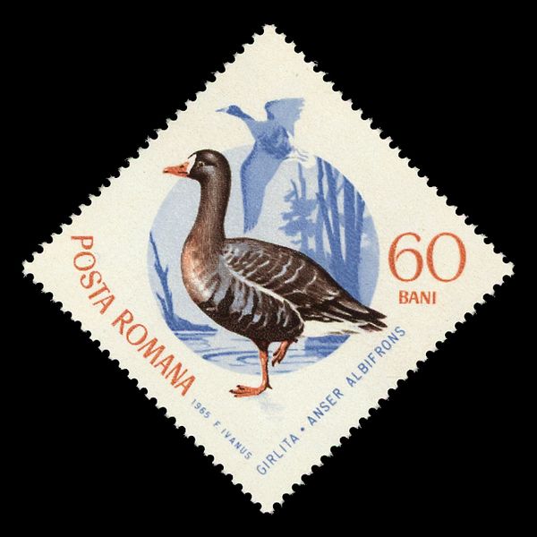 Greater White-fronted Goose (Anser albifrons)