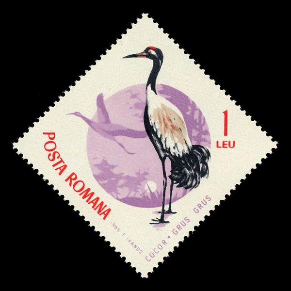 Common Crane (Grus grus)
