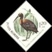 Glossy Ibis (Plegadis falcinellus)