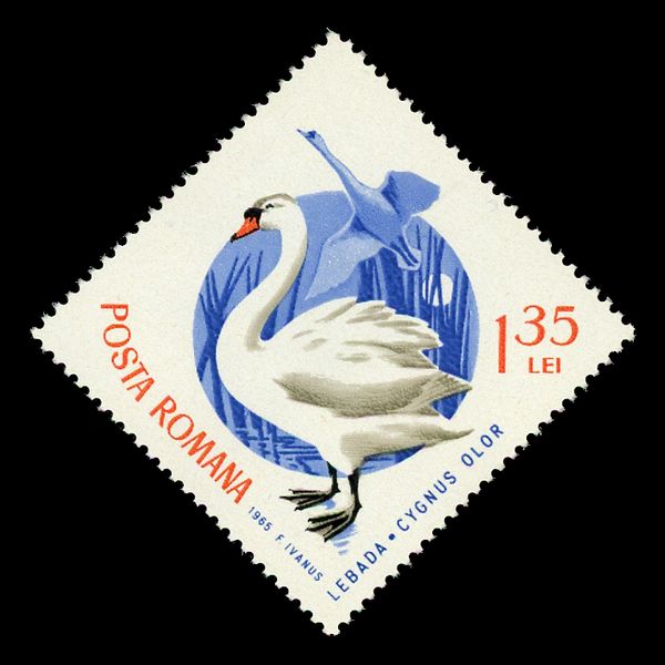 Mute Swan (Cygnus olor)