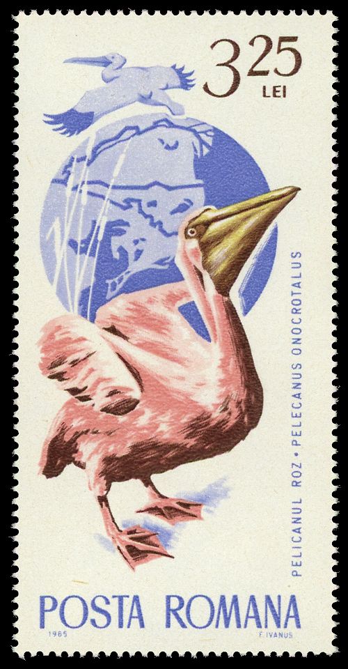 Great White Pelican (Pelecanus onocrotalus)
