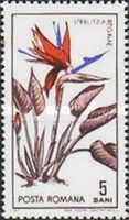 Bird-of-paradise Flower (Strelitzia reginae)