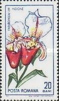 Splendid Paphiopedilum (Paphiopedilum insigne)