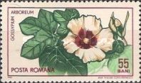 Tree Cotton (Gossypium arboreum)