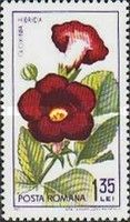 Sinningia (Gloxinia hibrida)