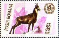 Chamois (Rupicapra rupicapra)