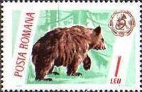 Brown Bear (Ursus arctos)