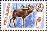 Red Deer (Cervus elaphus)
