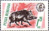 Wild Boar (Sus scrofa)