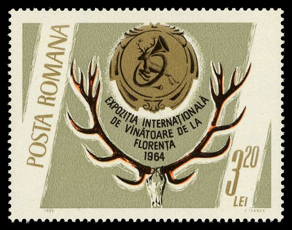 Red Deer (Cervus elaphus) Antler