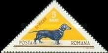 Short-haired Dachshund (Canis lupus familiaris)