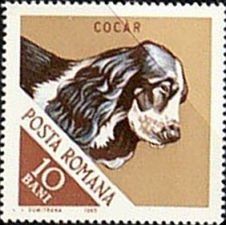 Cocker spaniel (Canis lupus familiaris)