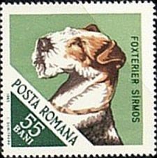 Fox Terrier (Canis lupus familiaris)