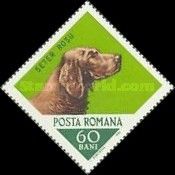 Irish Setter (Canis lupus familiaris)
