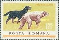 Pointers (Canis liupus familiaris)