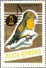 Red-breasted Flycatcher (Muscicapa parva)