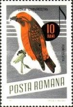 Common Crossbill (Loxia curvirostra)