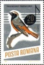 Common Redstart (Phoenicurus phoenicurus)