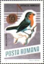 European Robin (Erithacus rubecula)
