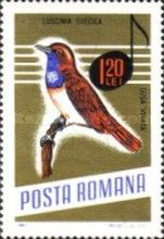 Bluethroat (Luscinia svecica)
