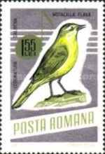 Yellow Wagtail (Motacilla flava)